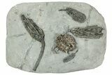 Fossil Crinoid Plate (Four Species) - Crawfordsville, Indiana #243934-1